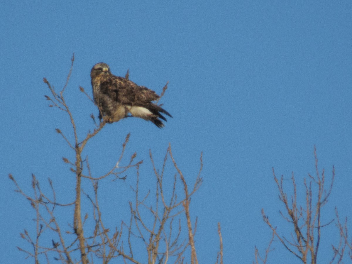 Rough-legged Hawk - ML646907590