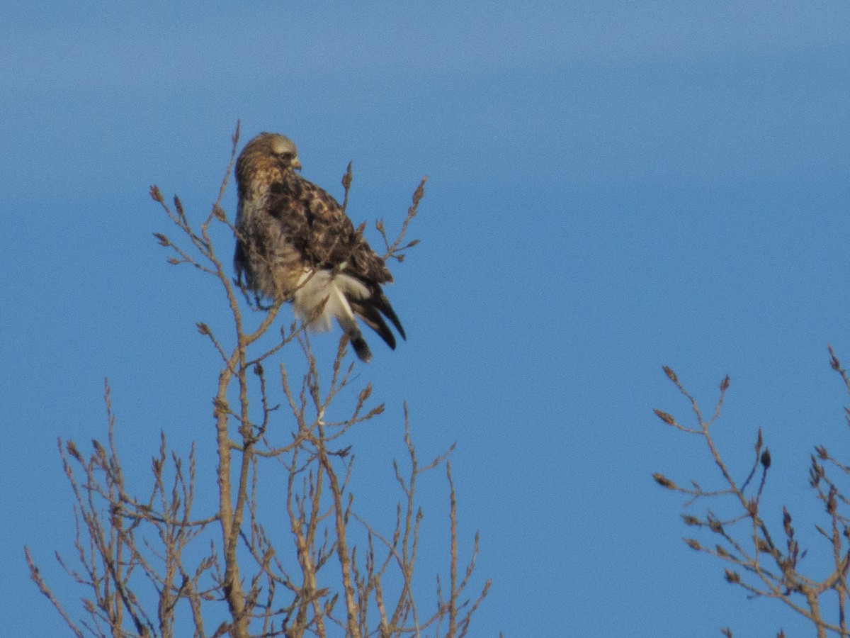 Rough-legged Hawk - ML646907591