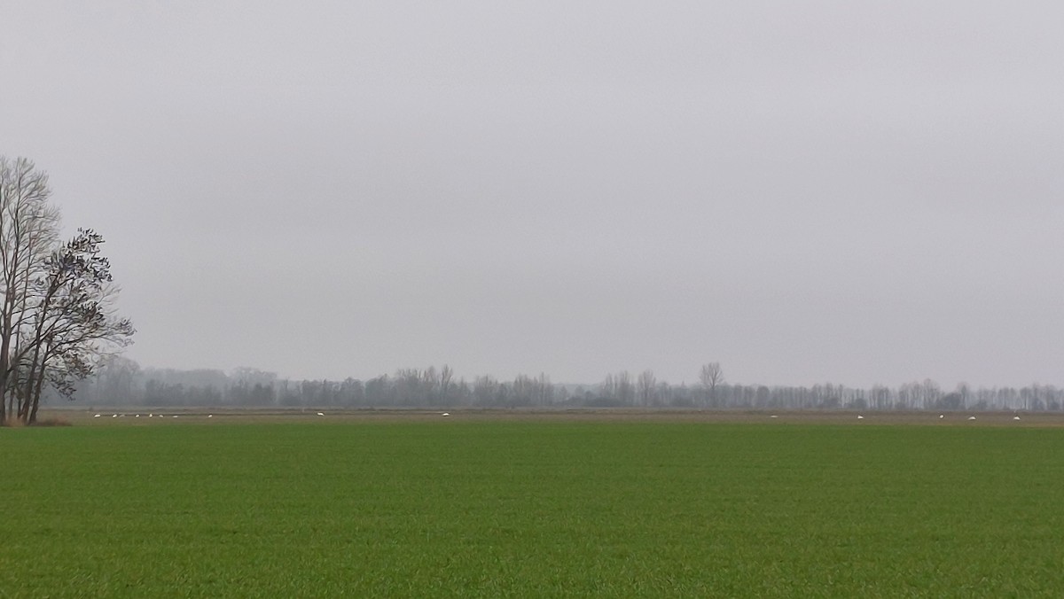 Beltxarga arrunta - ML646907592