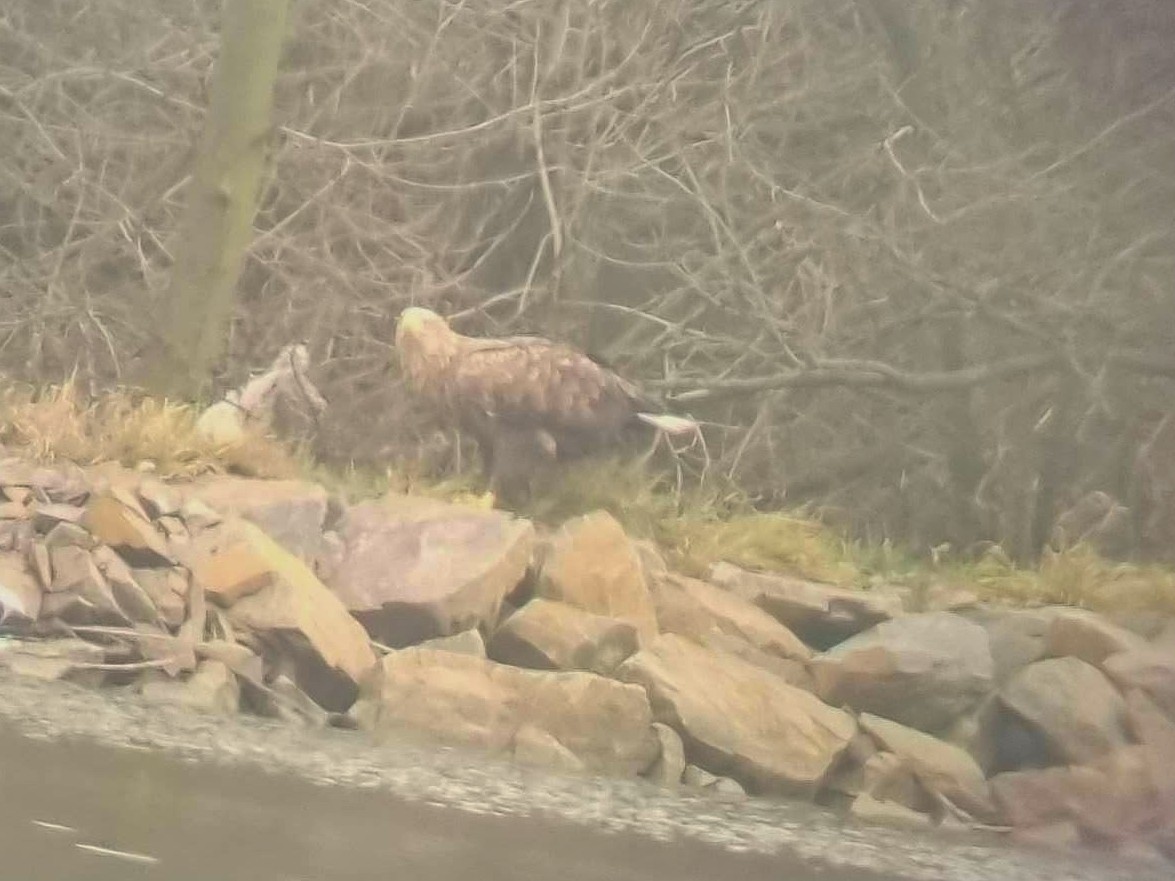 White-tailed Eagle - ML646907595