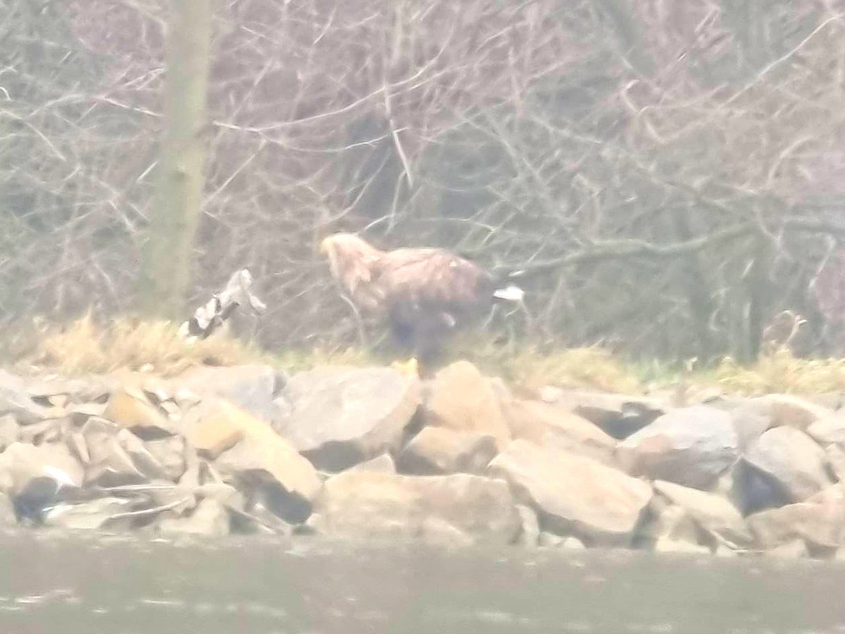 White-tailed Eagle - ML646907596