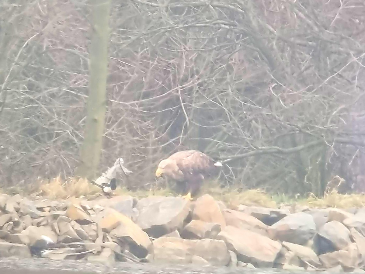 White-tailed Eagle - ML646907597