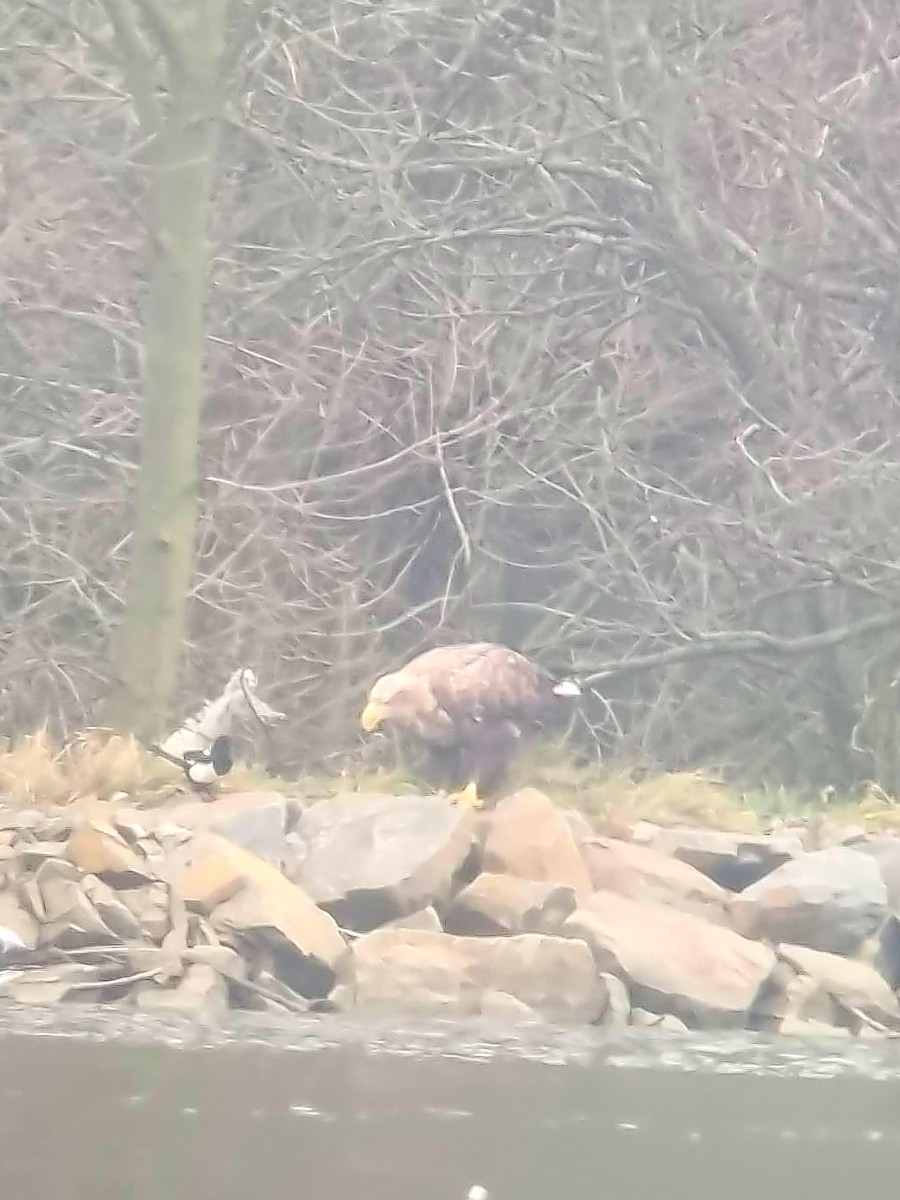 White-tailed Eagle - ML646907598