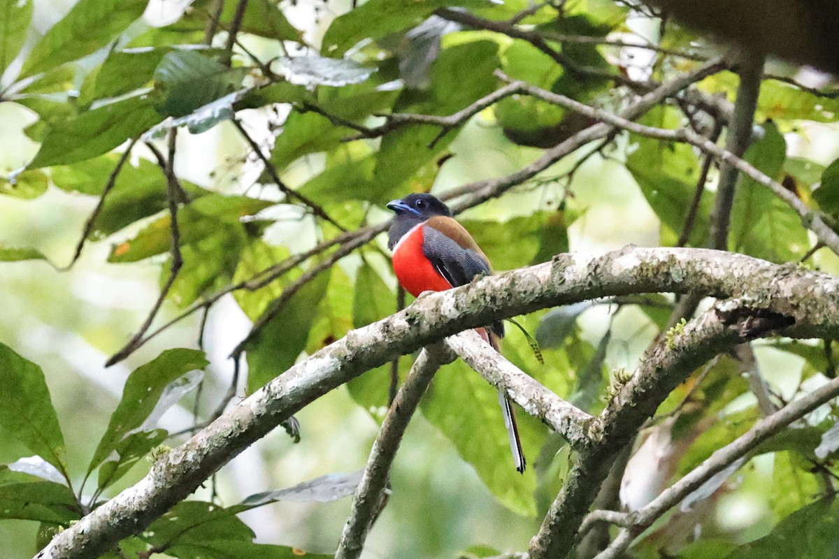 Malabar Trogon - ML646907611