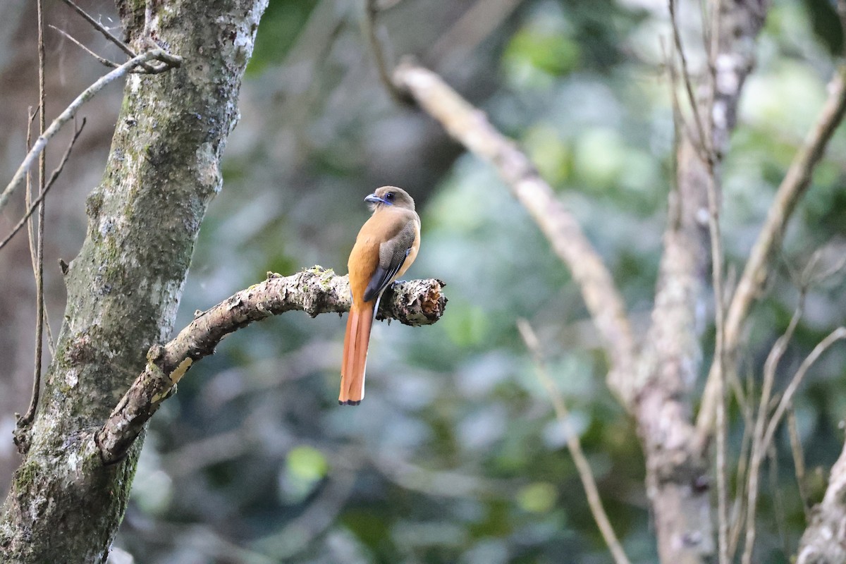 Malabar Trogon - ML646907612