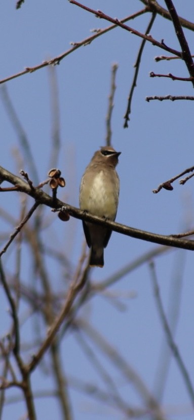 Cedar Waxwing - ML646907613