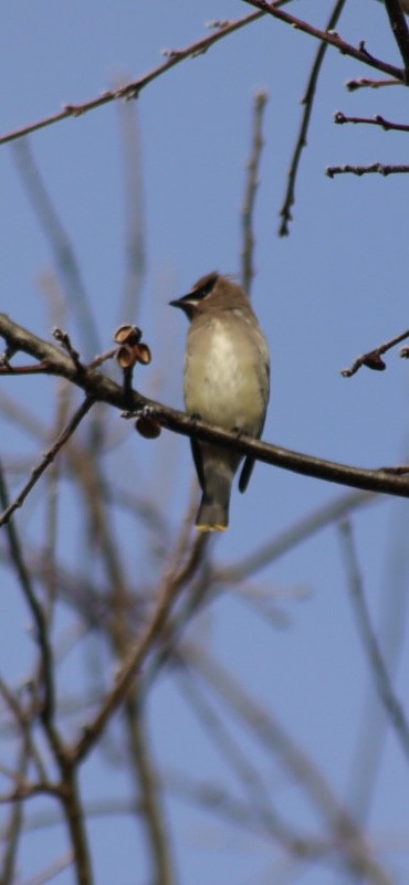 Cedar Waxwing - ML646907614