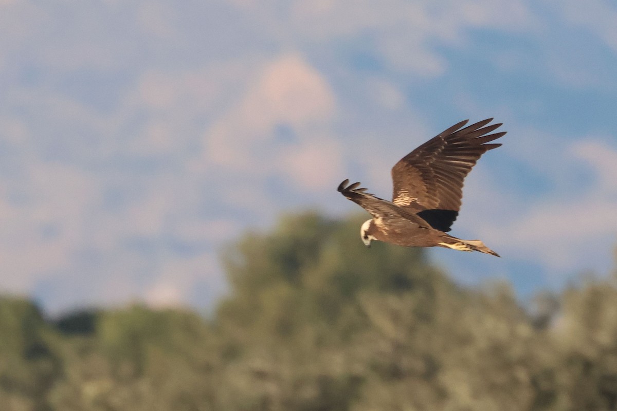 Saz Delicesi - ML646907624