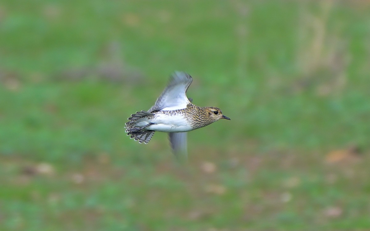 kulík zlatý - ML646907626