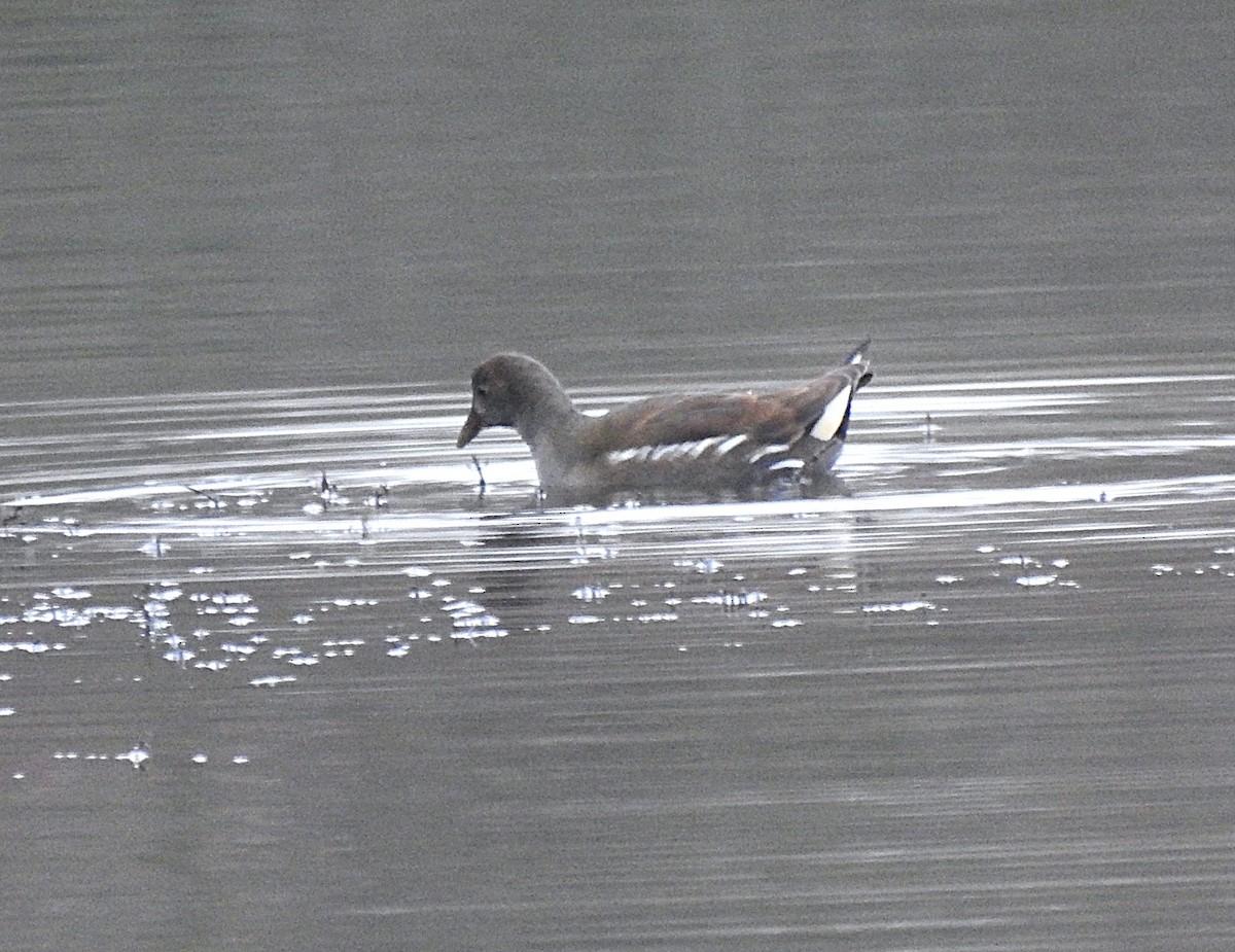 sivhøne - ML646907629