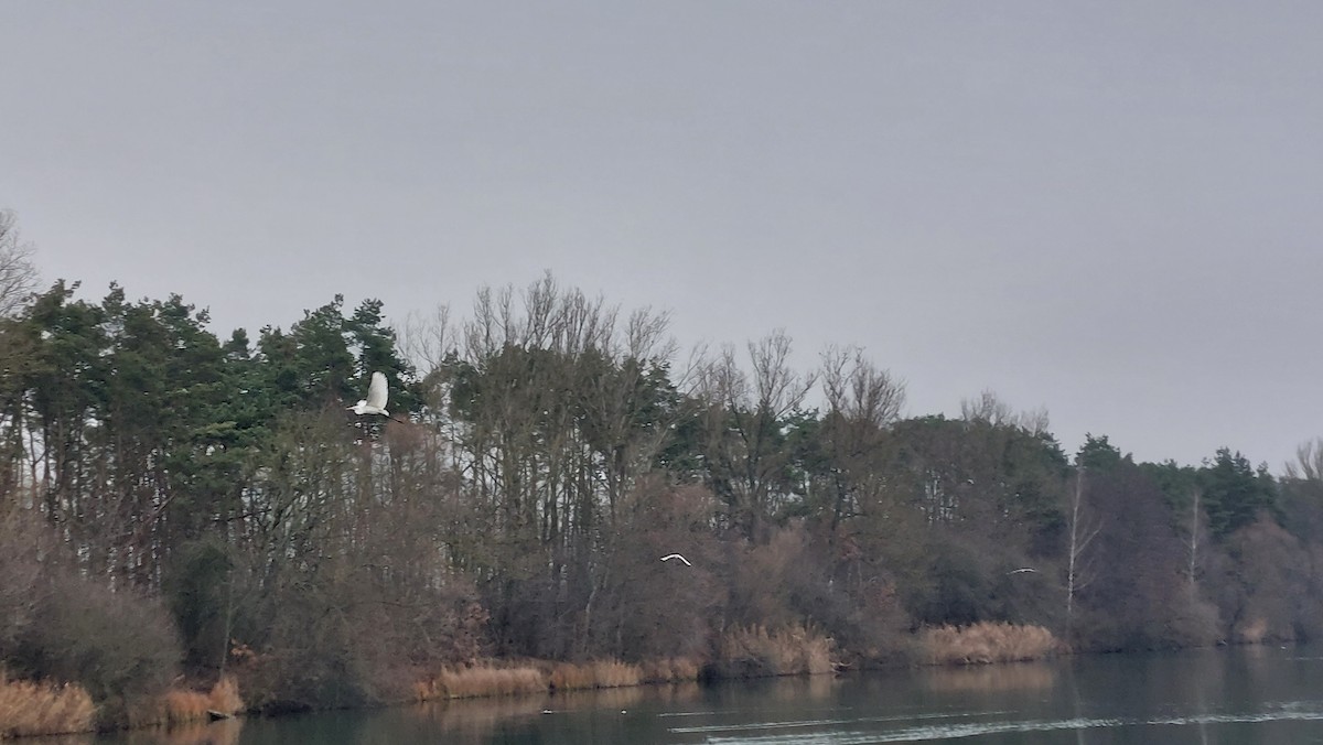 Koartza zuria - ML646907641