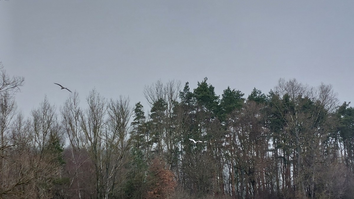 Koartza zuria - ML646907642