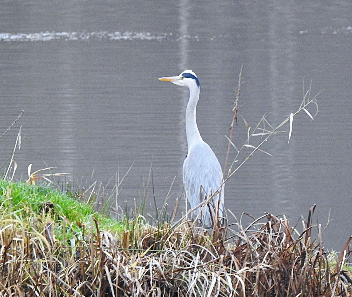 gråhegre - ML646907644