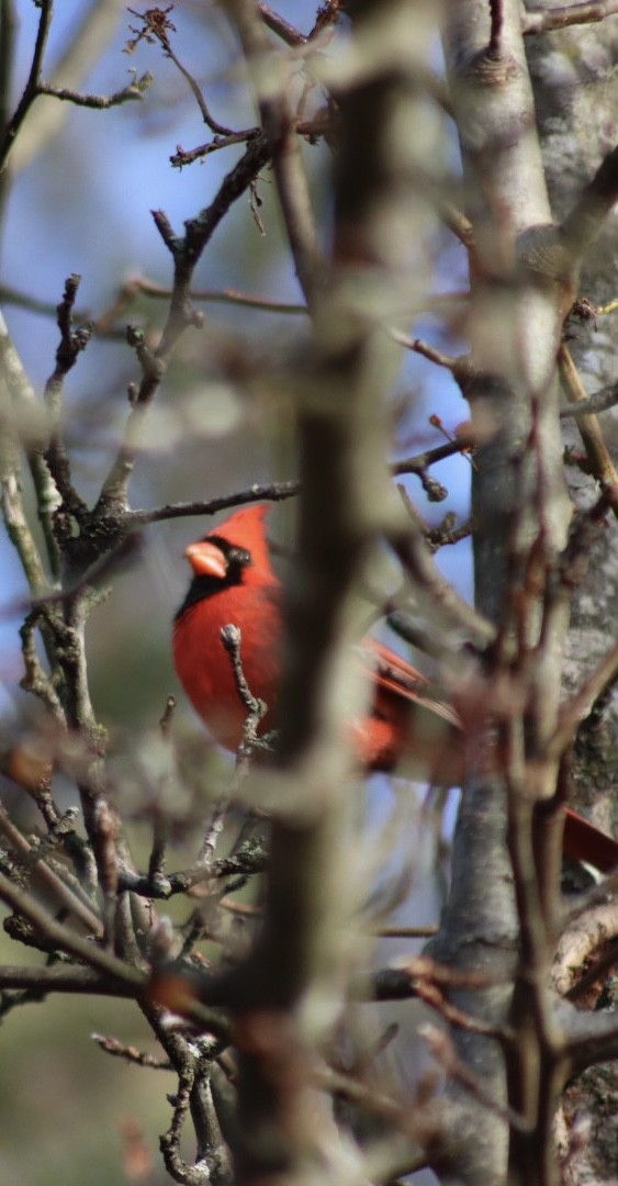 Cardinal rouge - ML646907647
