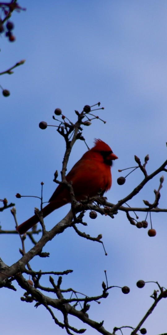 Cardinal rouge - ML646907648