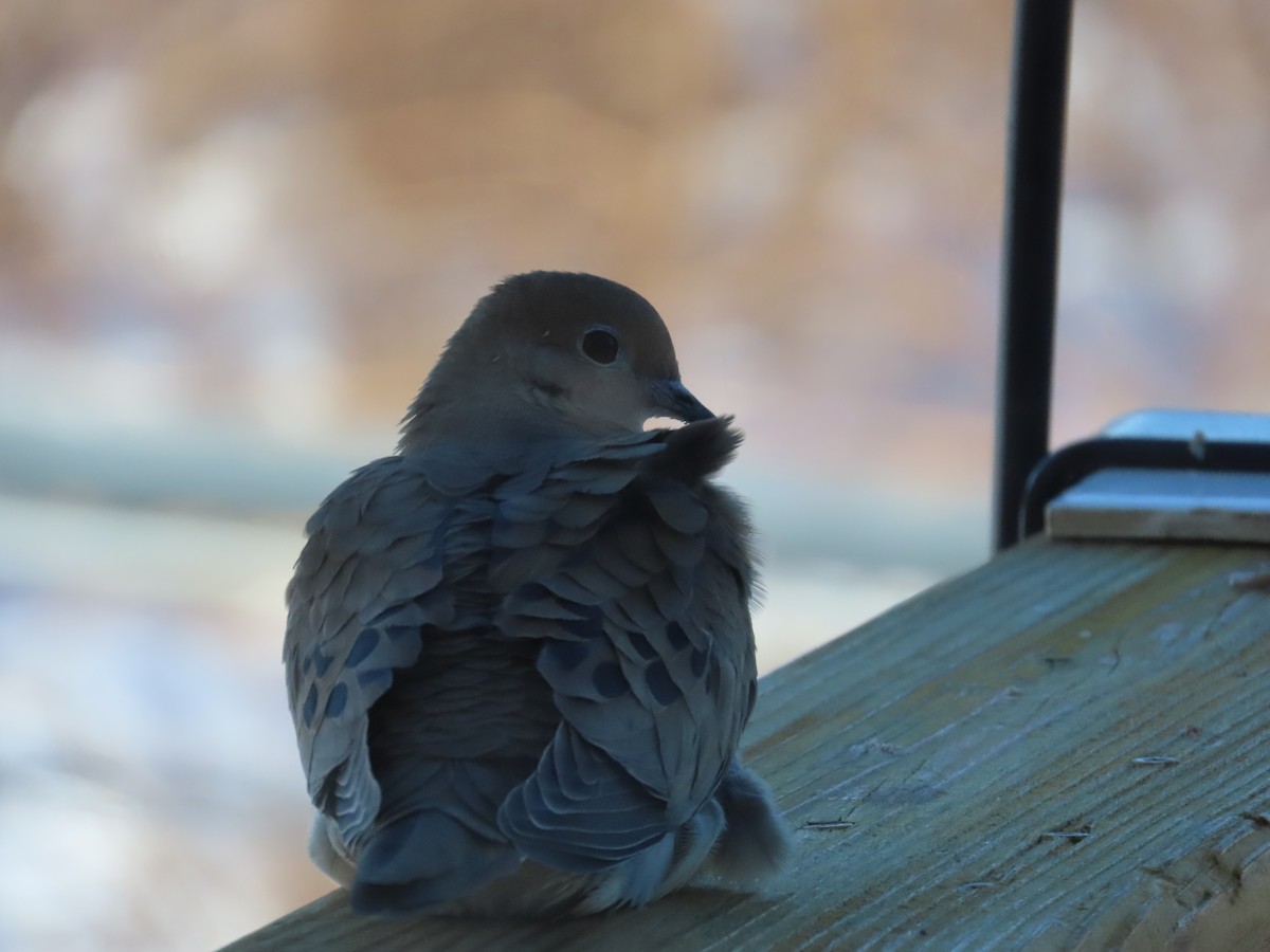Mourning Dove - ML646907651