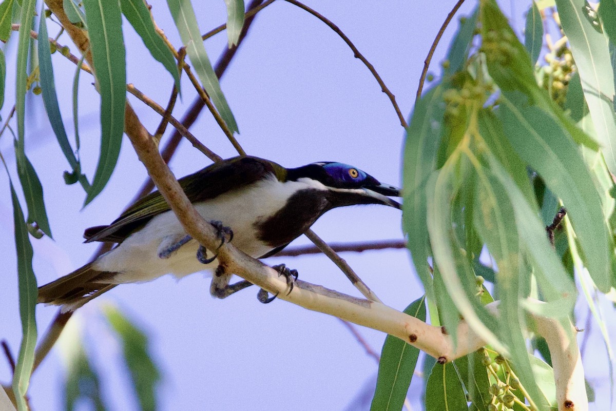 Blue-faced Honeyeater - ML646907653
