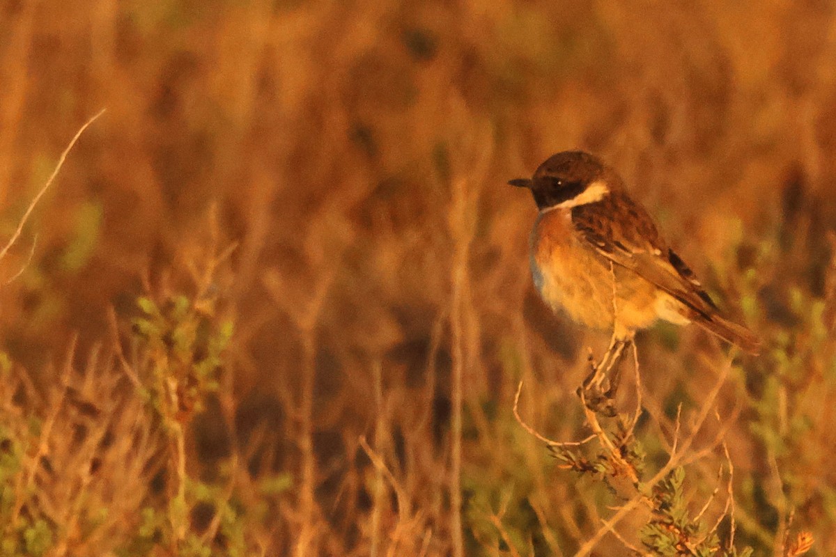 European Stonechat - ML646907655
