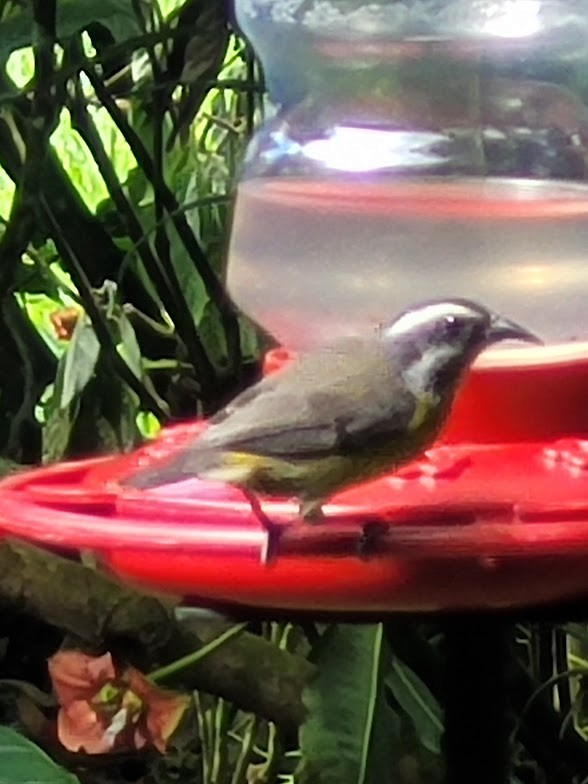 Bananaquit - ML646907656