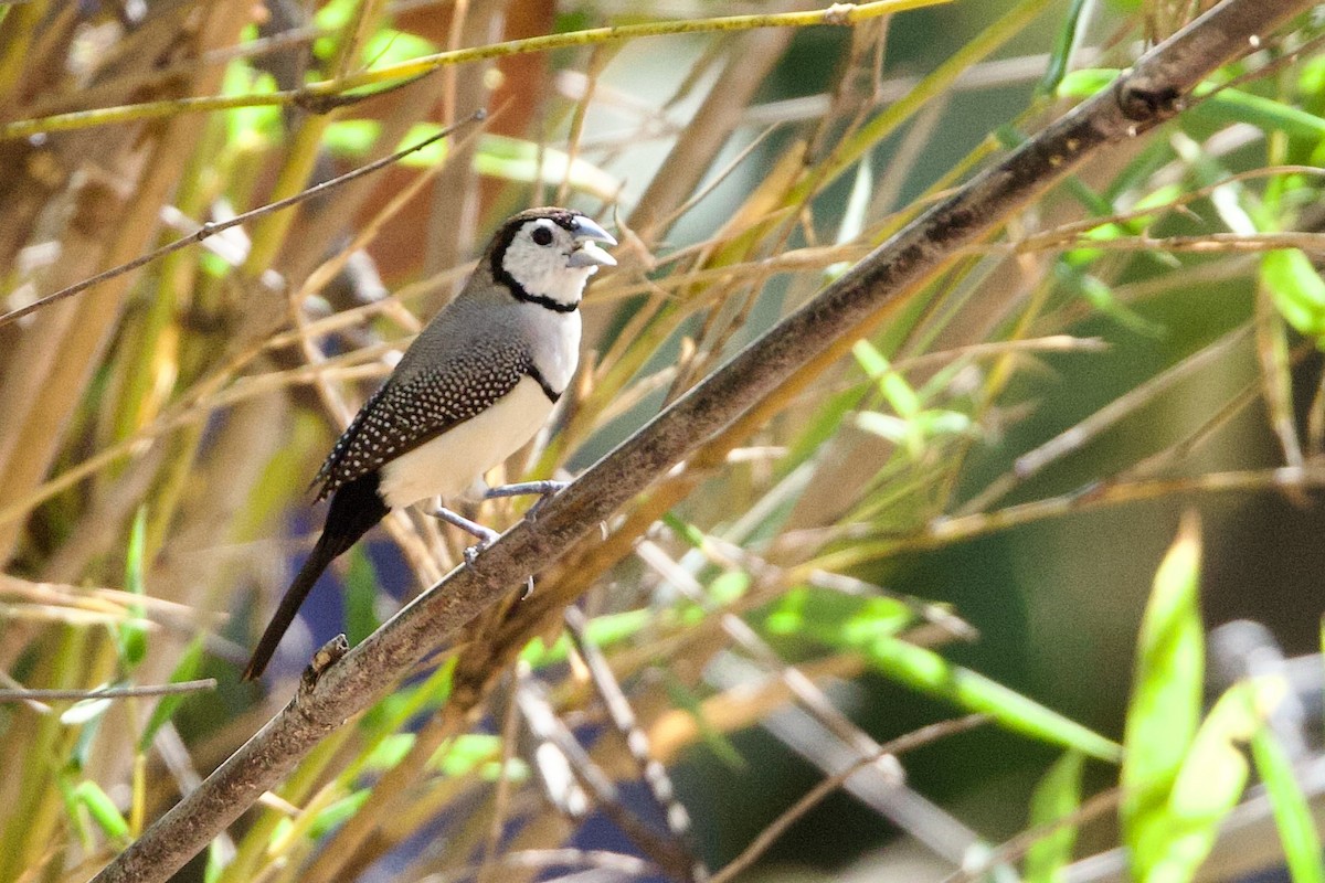 Double-barred Finch - ML646907657