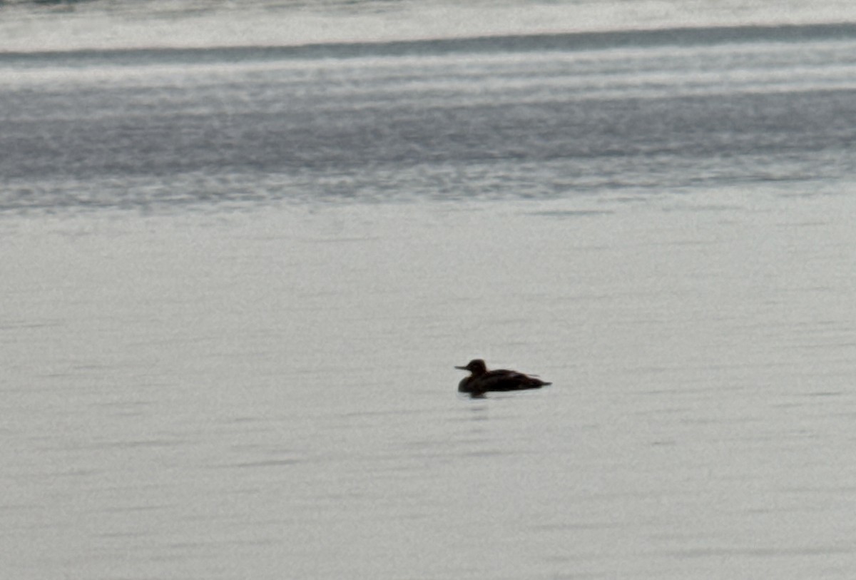 Red-breasted Merganser - ML646907658