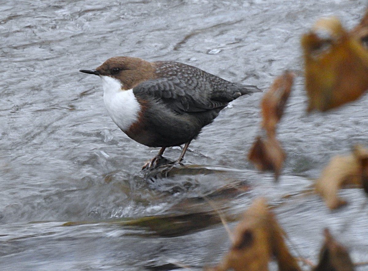 White-throated Dipper - ML646907660