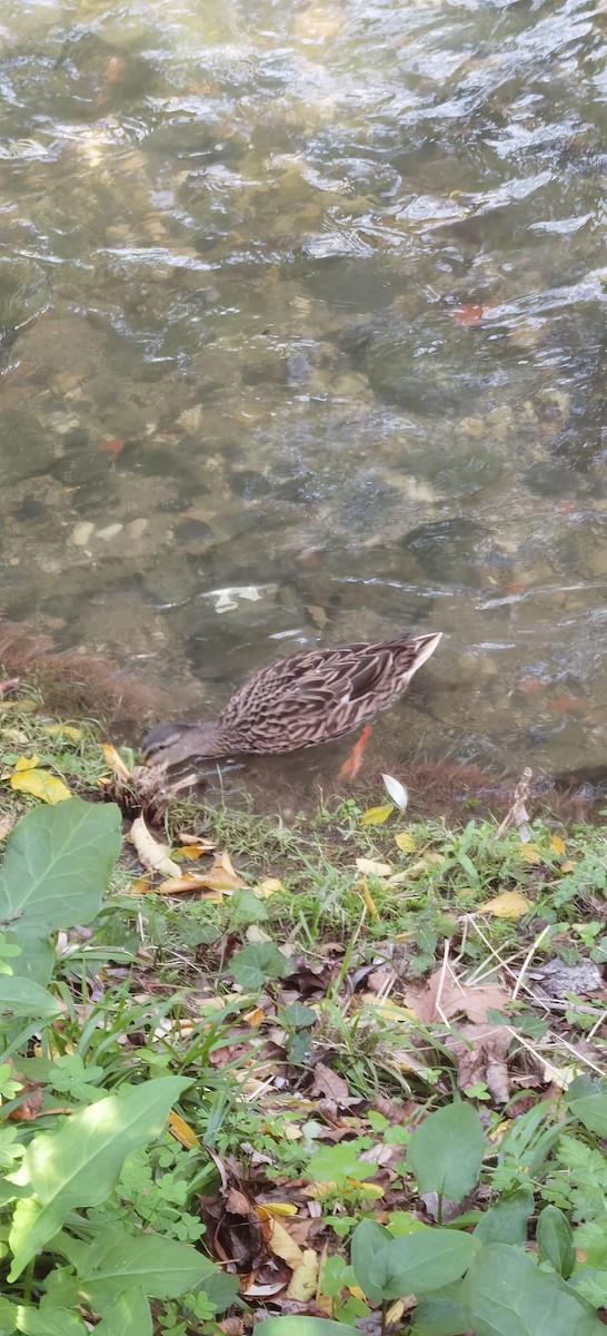 Mallard - ML646907661