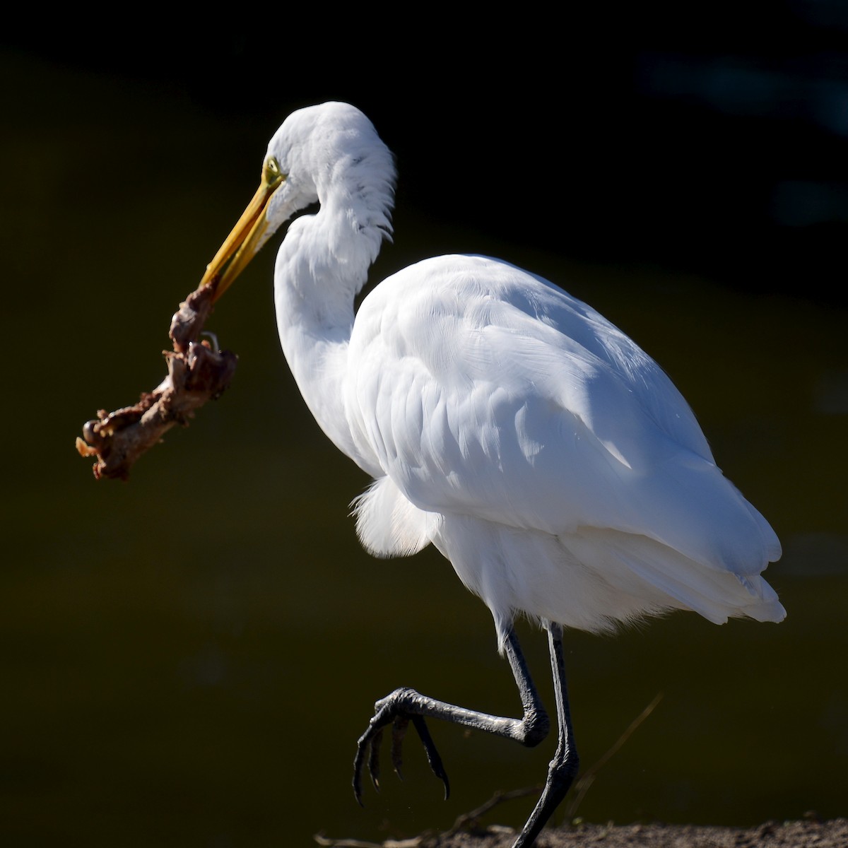 Great Egret - ML646907663
