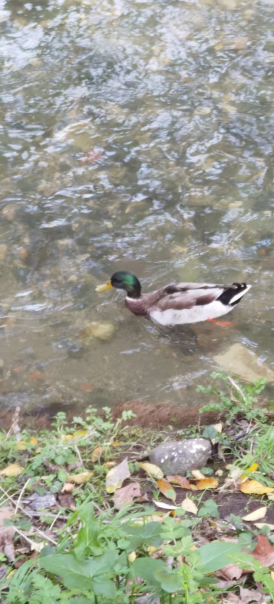 Mallard - ML646907664