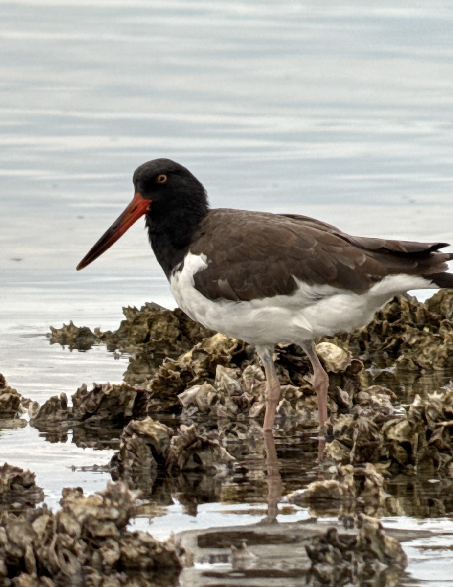 American Oystercatcher - ML646907666