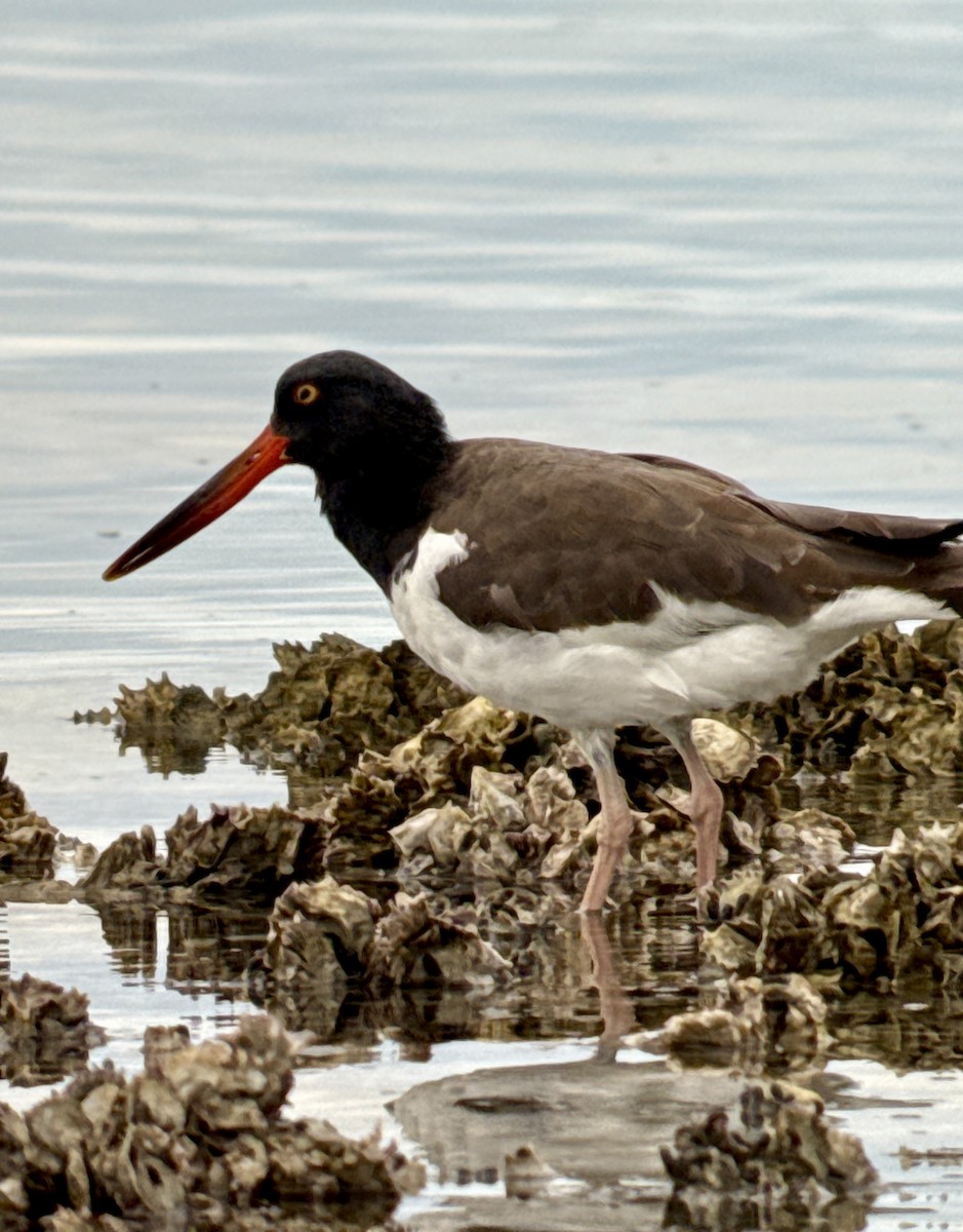 American Oystercatcher - ML646907667