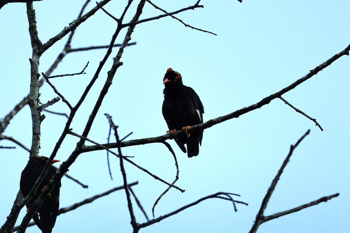 Southern Hill Myna - ML646907668
