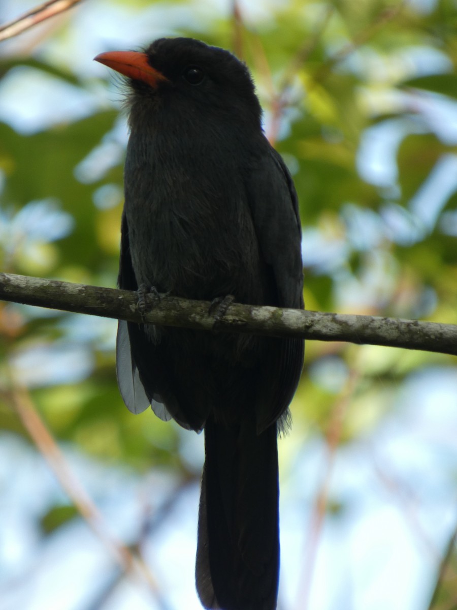 Black-fronted Nunbird - ML646907669