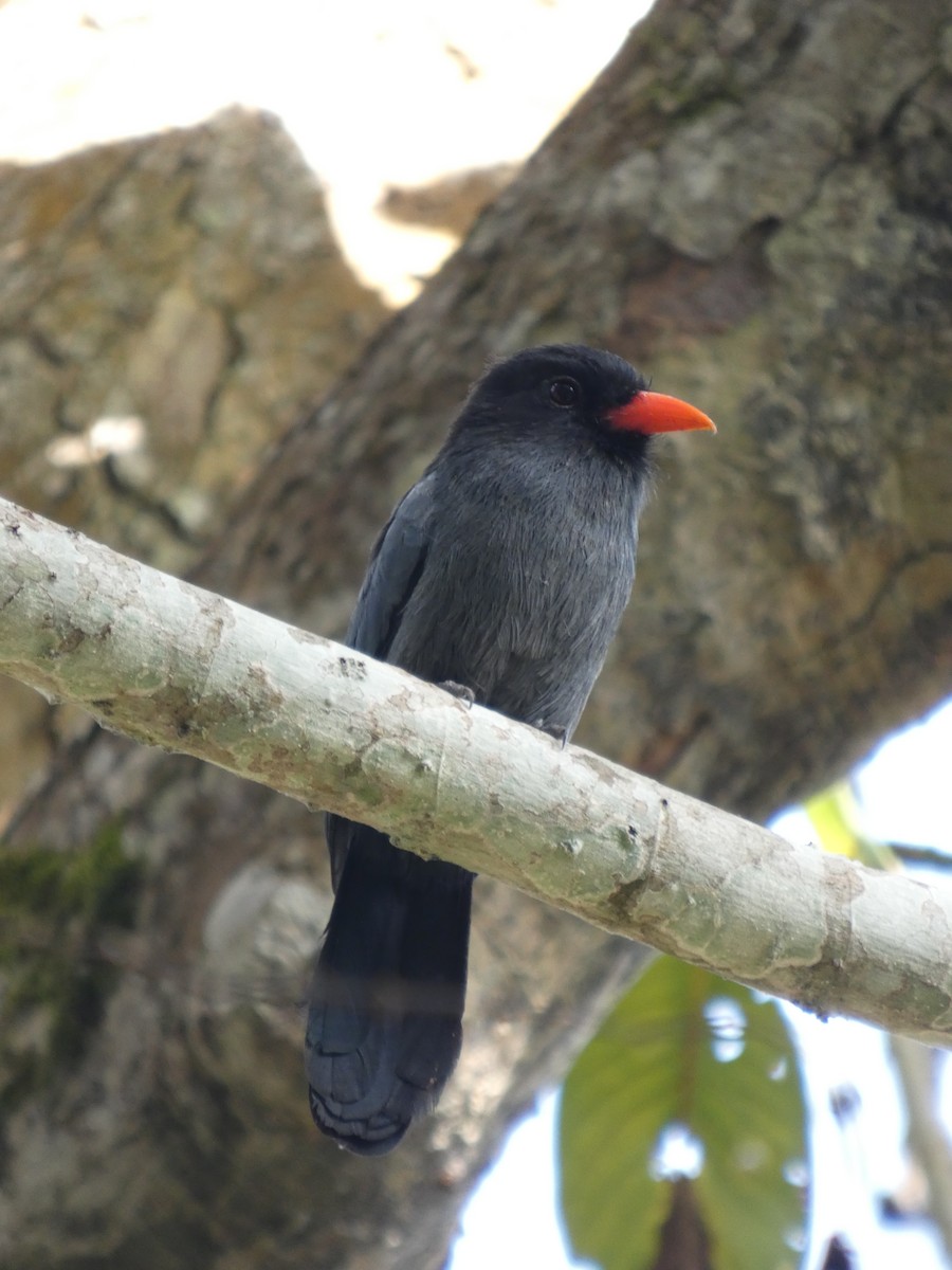 Black-fronted Nunbird - ML646907670