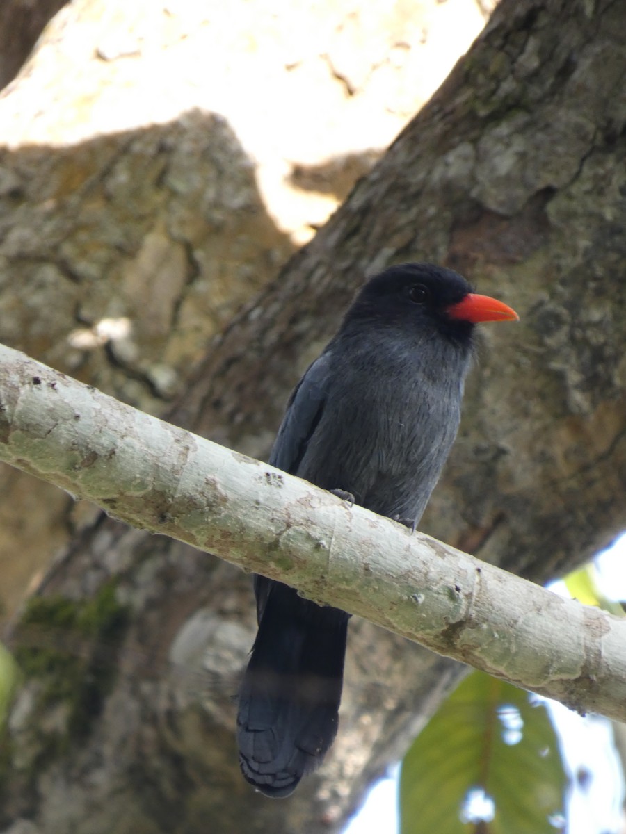 Black-fronted Nunbird - ML646907671