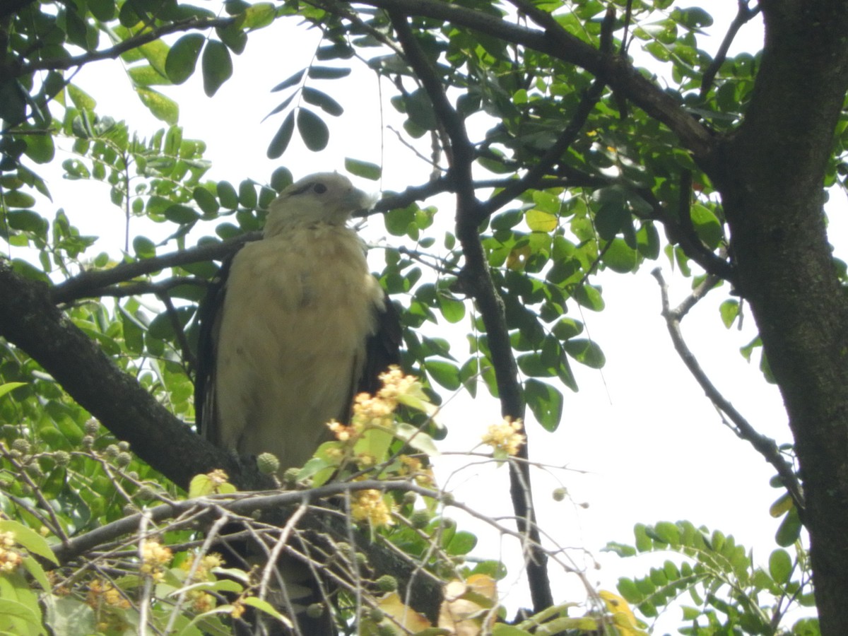Yellow-headed Caracara - ML646907672