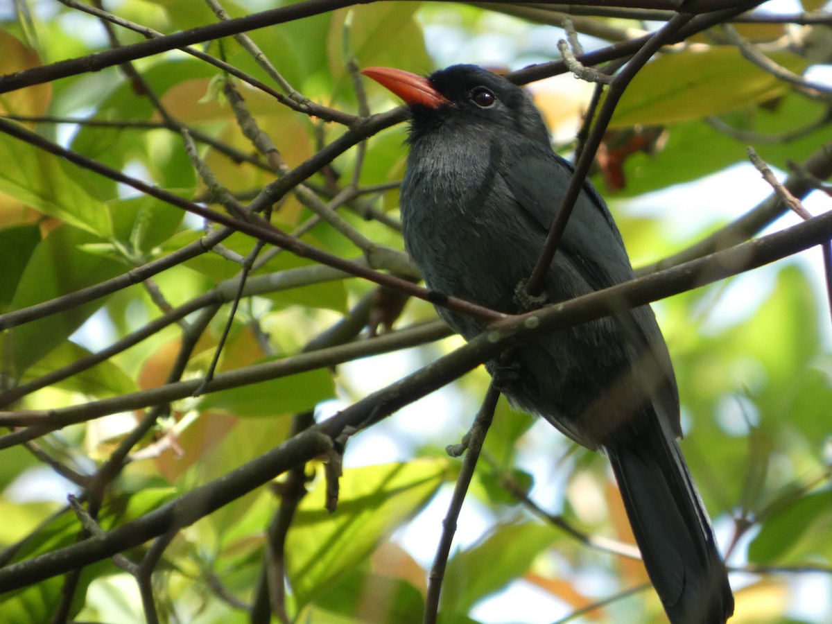 Black-fronted Nunbird - ML646907674