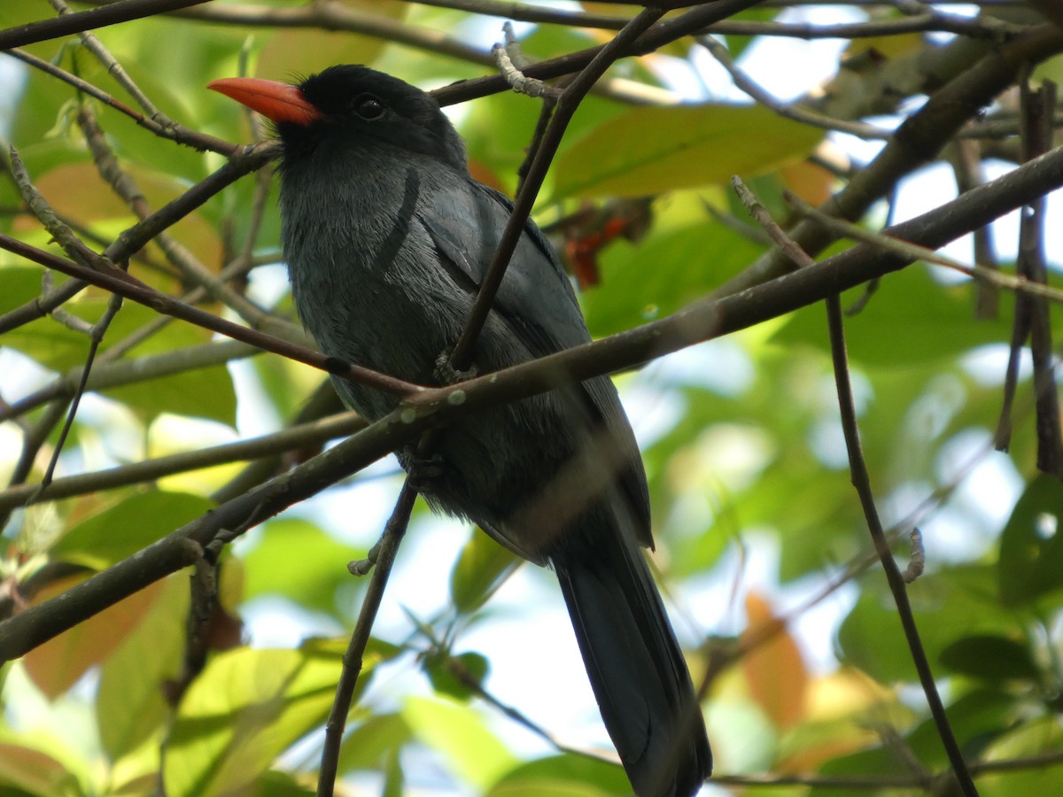 Black-fronted Nunbird - ML646907675