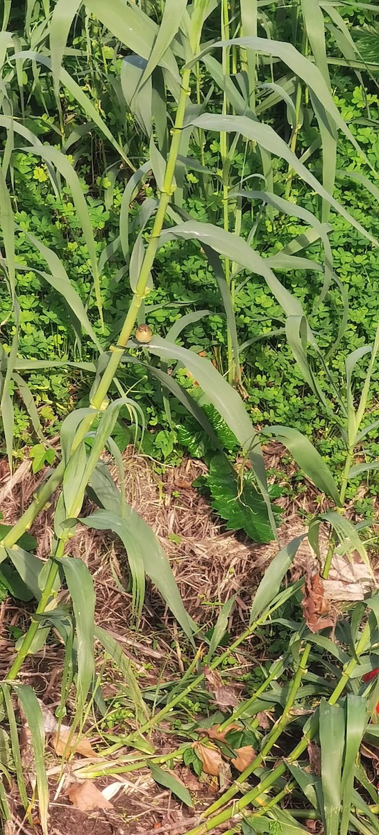 Common Chiffchaff - ML646907678