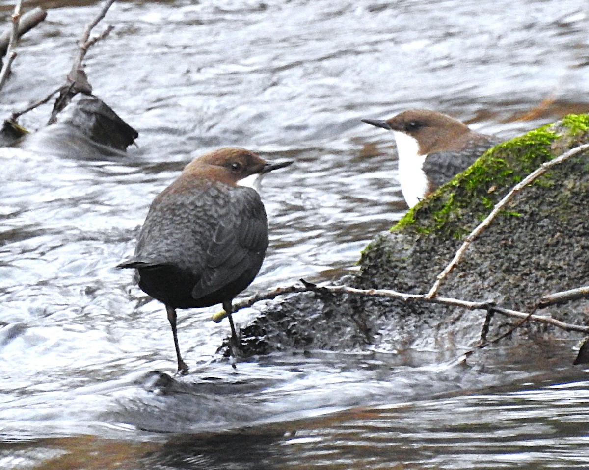White-throated Dipper - ML646907679