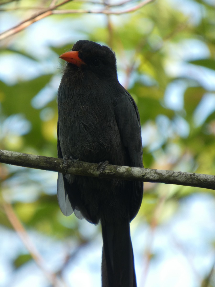 Black-fronted Nunbird - ML646907680
