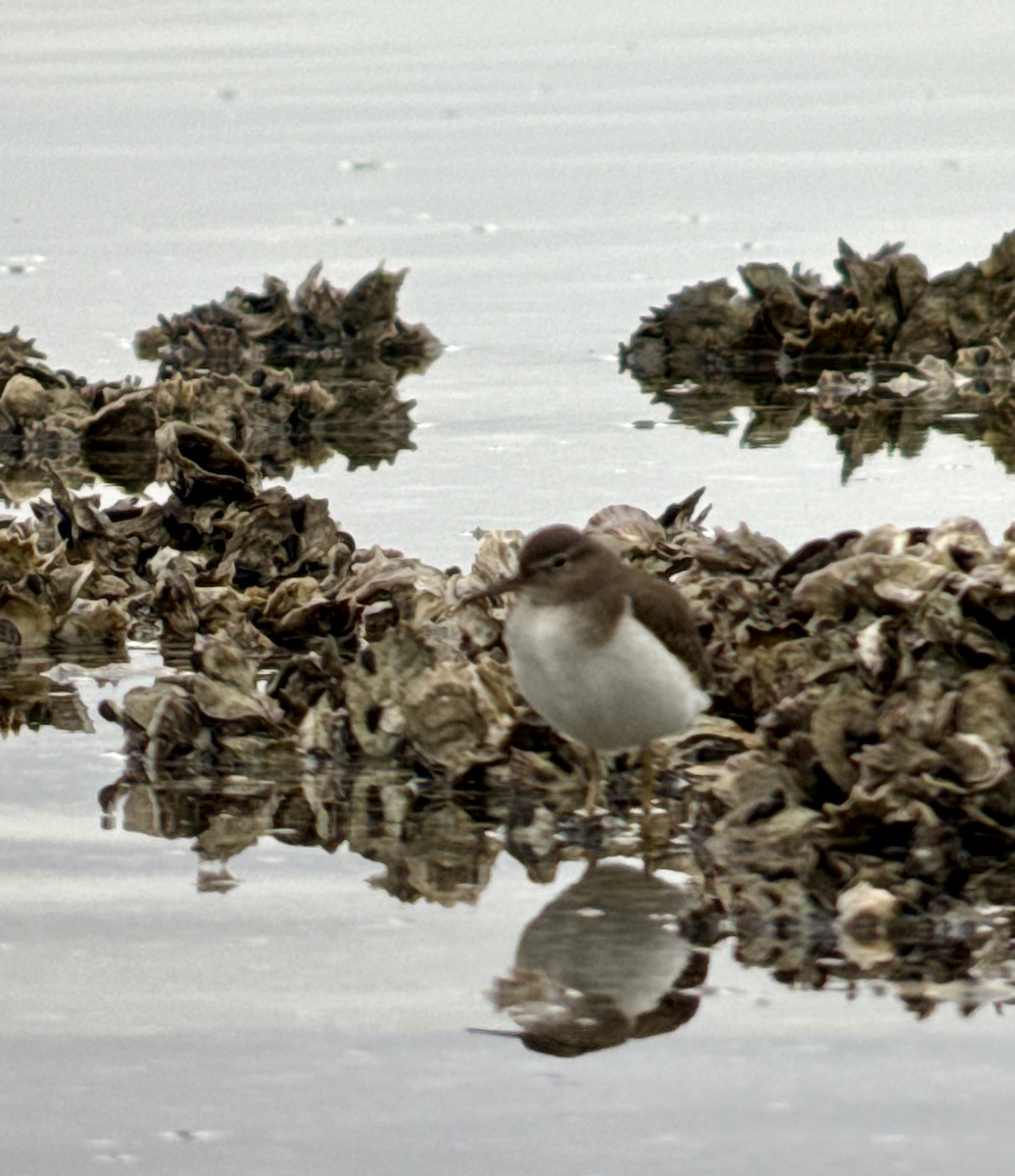 Spotted Sandpiper - ML646907681