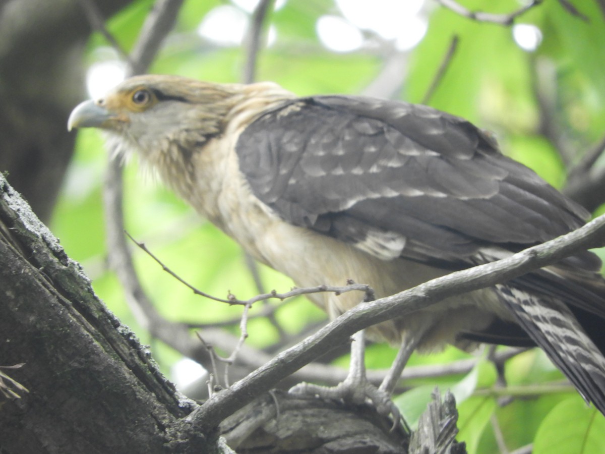 Yellow-headed Caracara - ML646907683