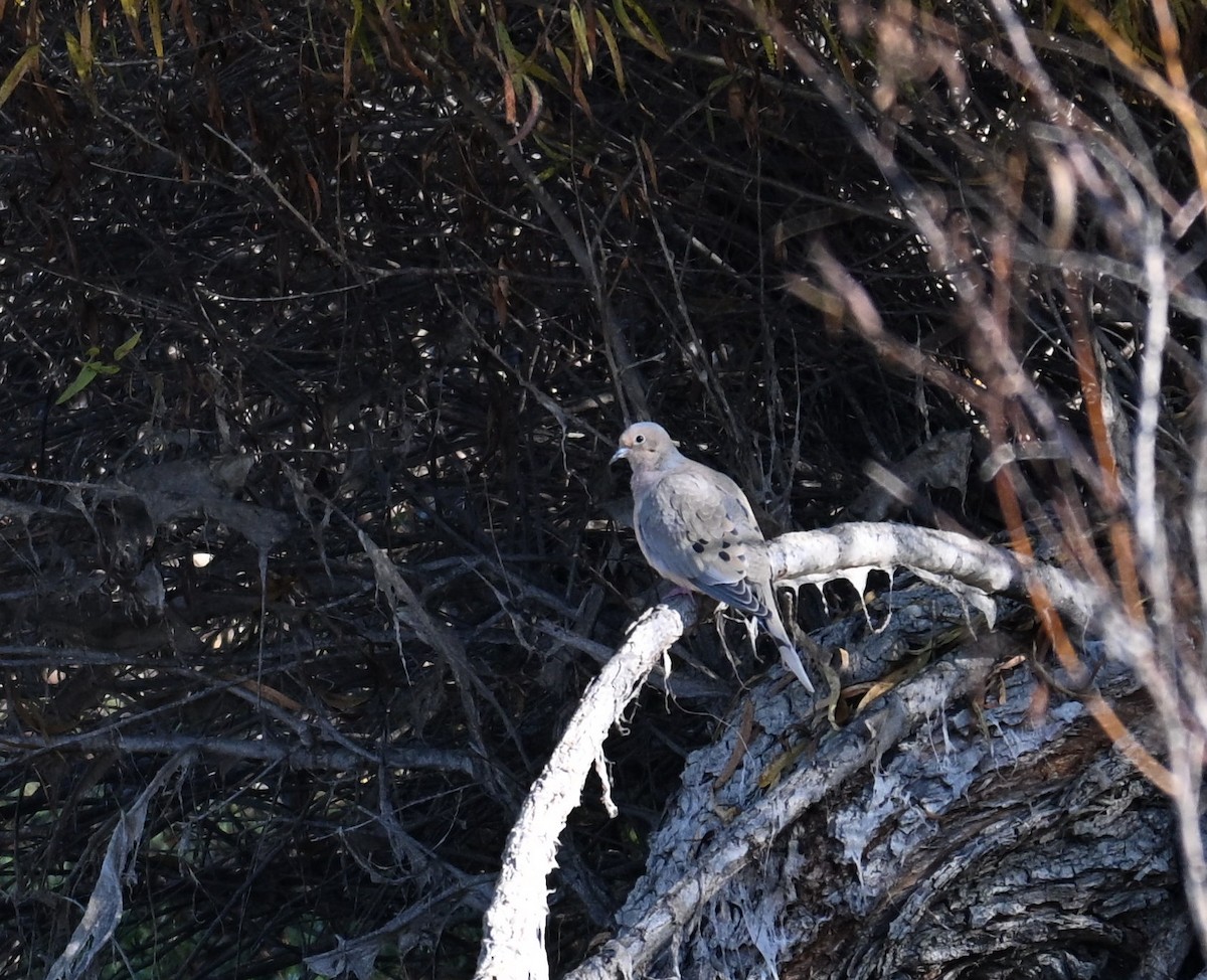 Mourning Dove - ML646907685