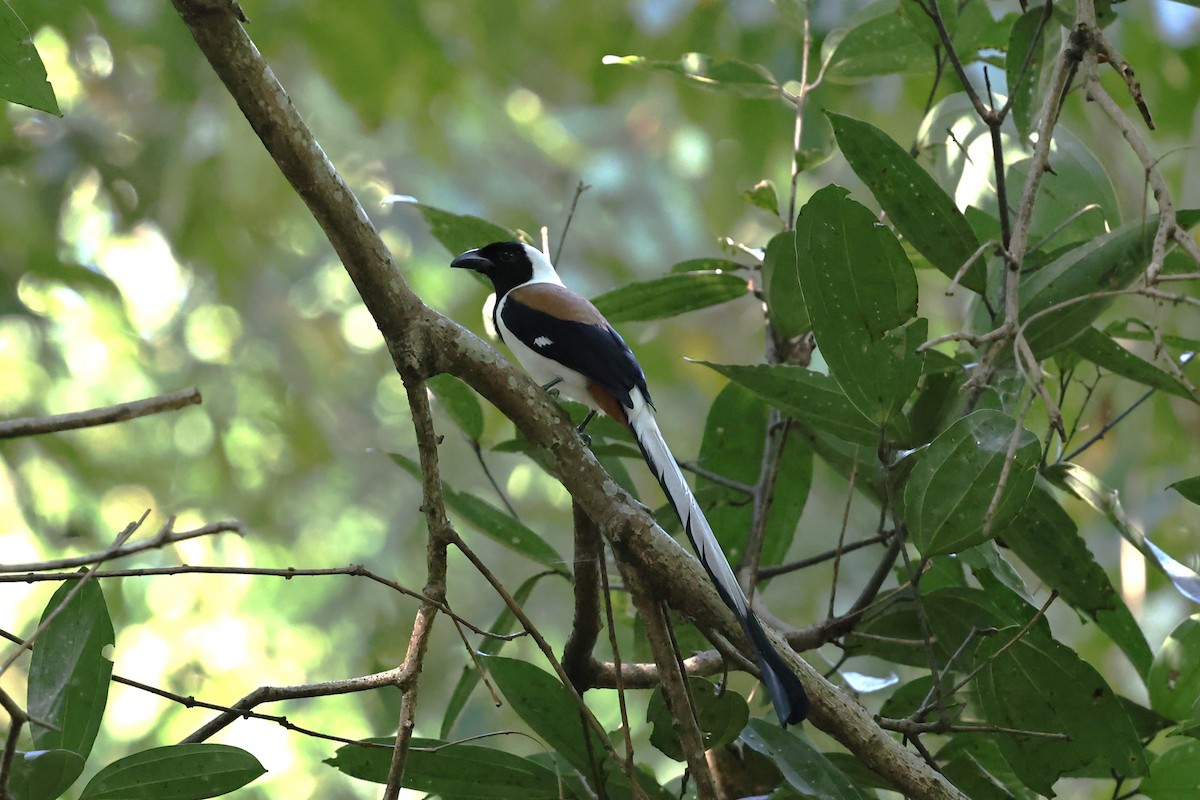 White-bellied Treepie - ML646907687