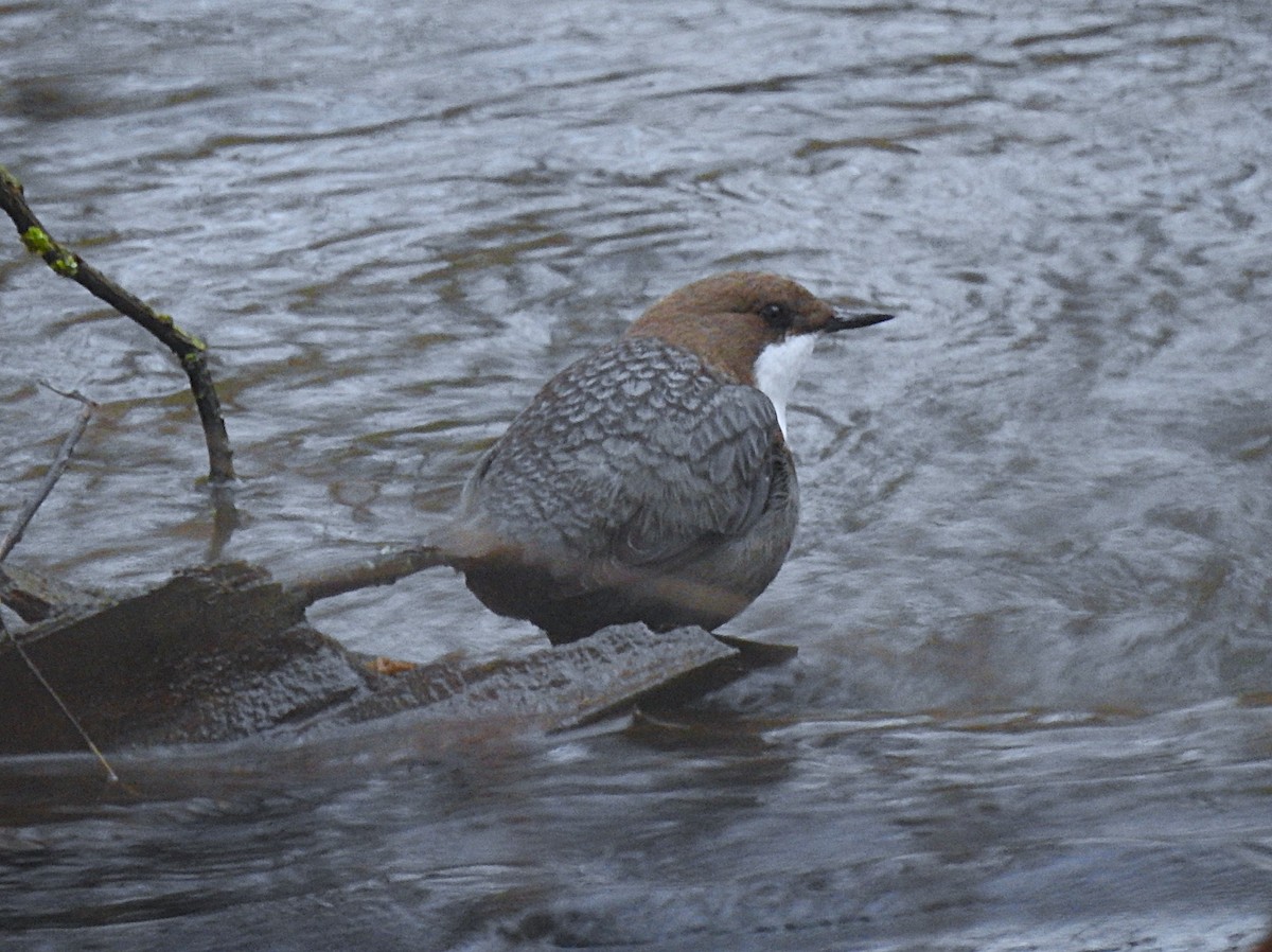 White-throated Dipper - ML646907688