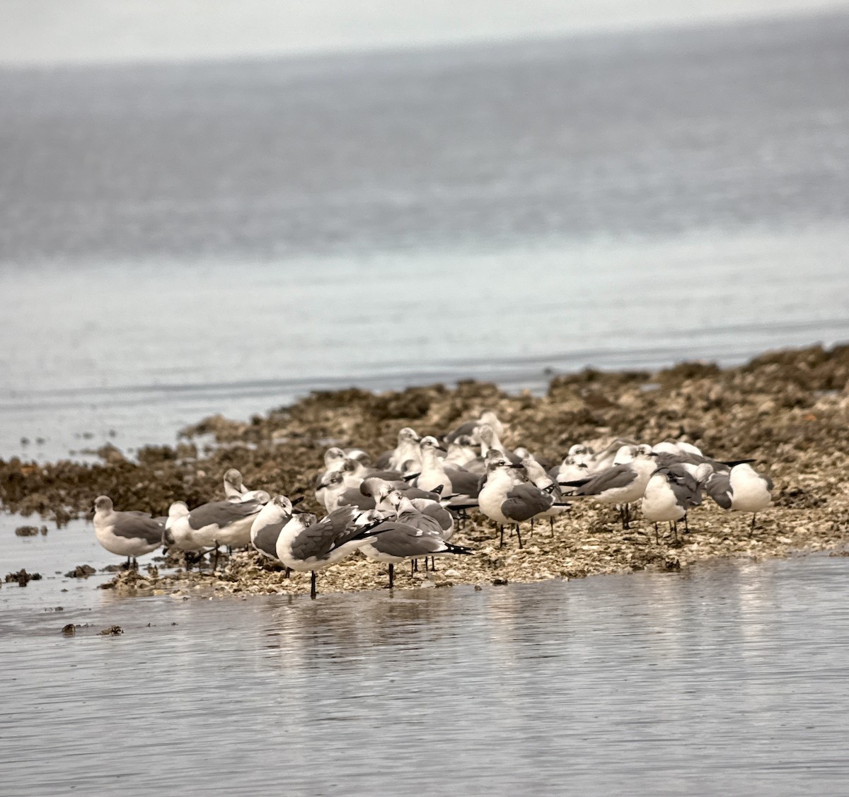 Laughing Gull - ML646907689