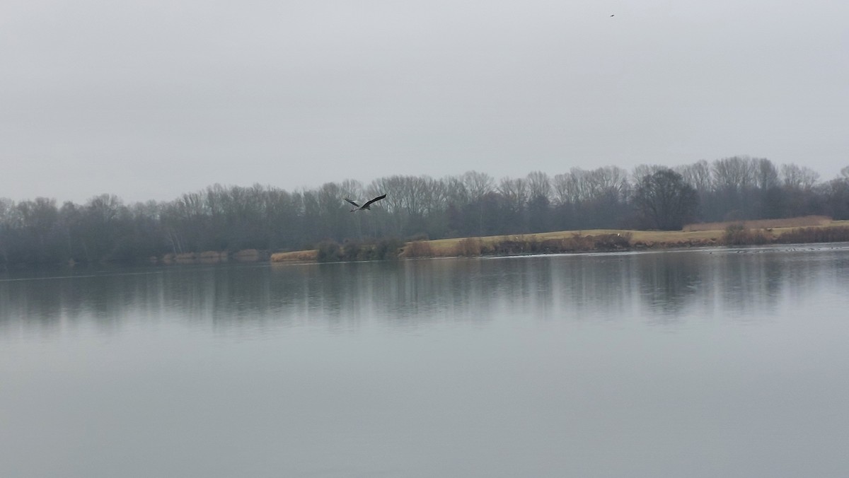 Koartza hauskara - ML646907691