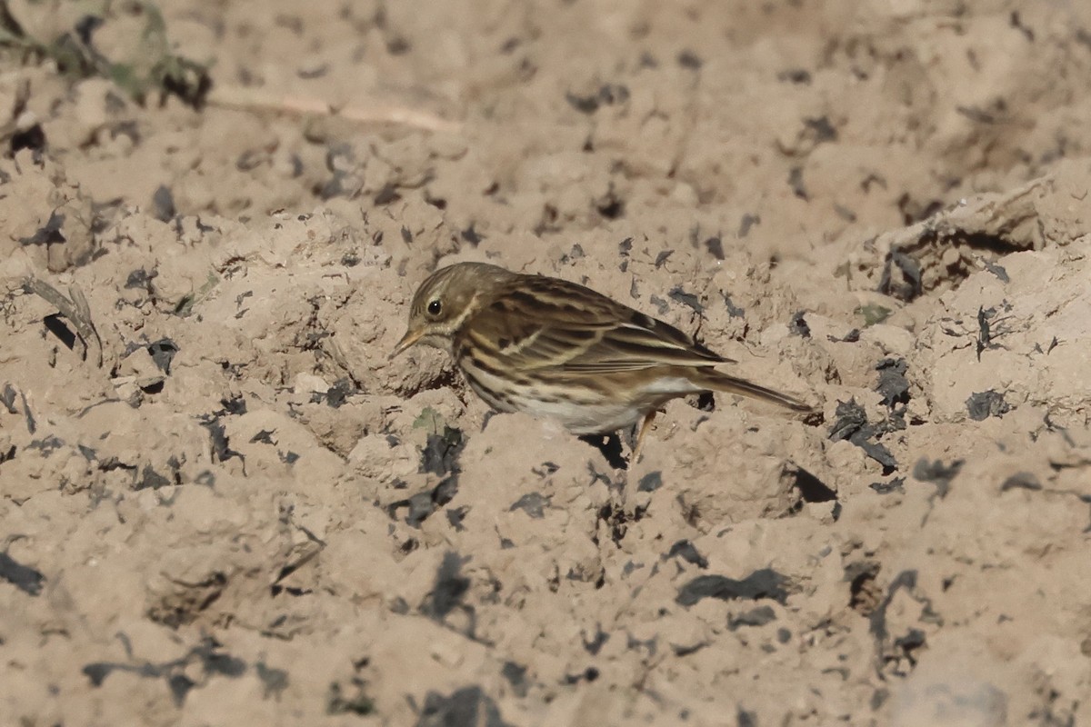 Çayır İncirkuşu - ML646907699