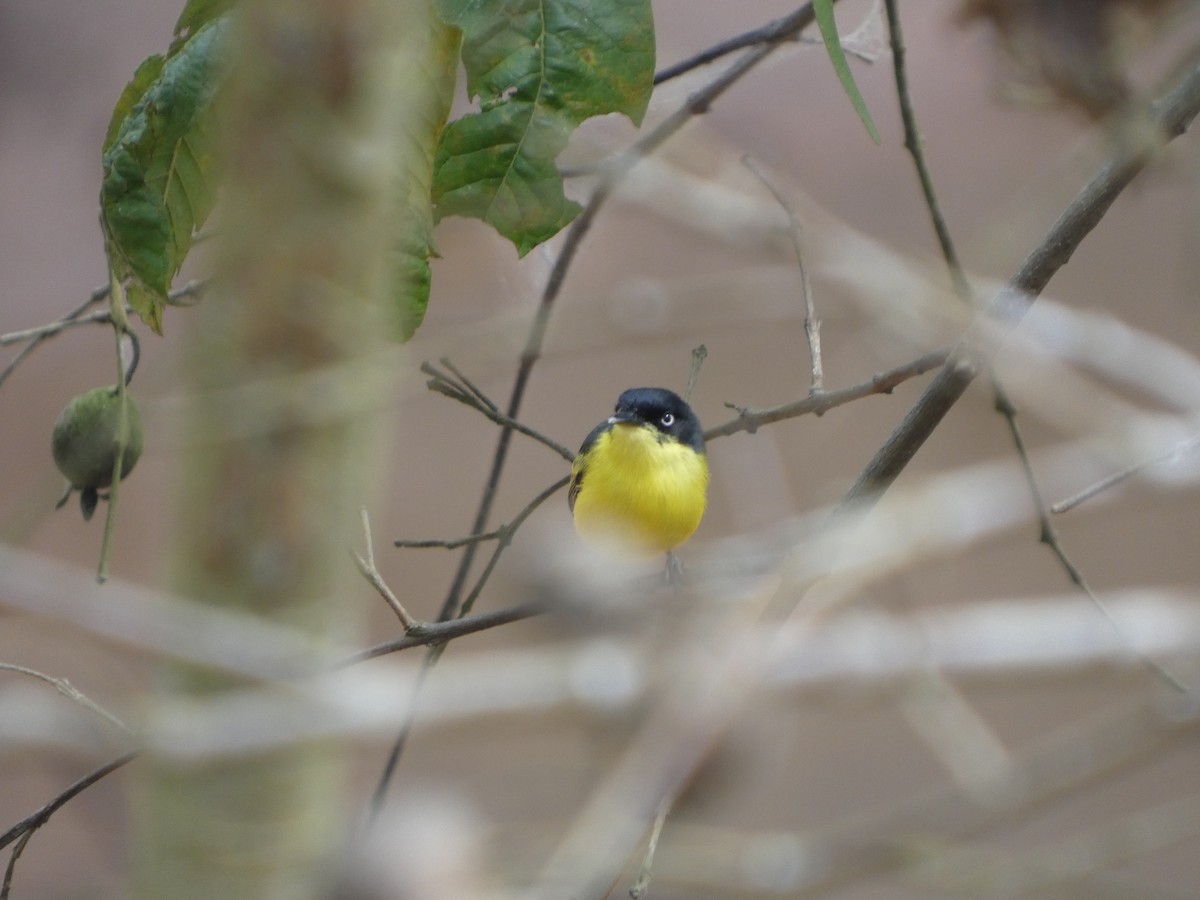 Titirijí Común - ML646907703